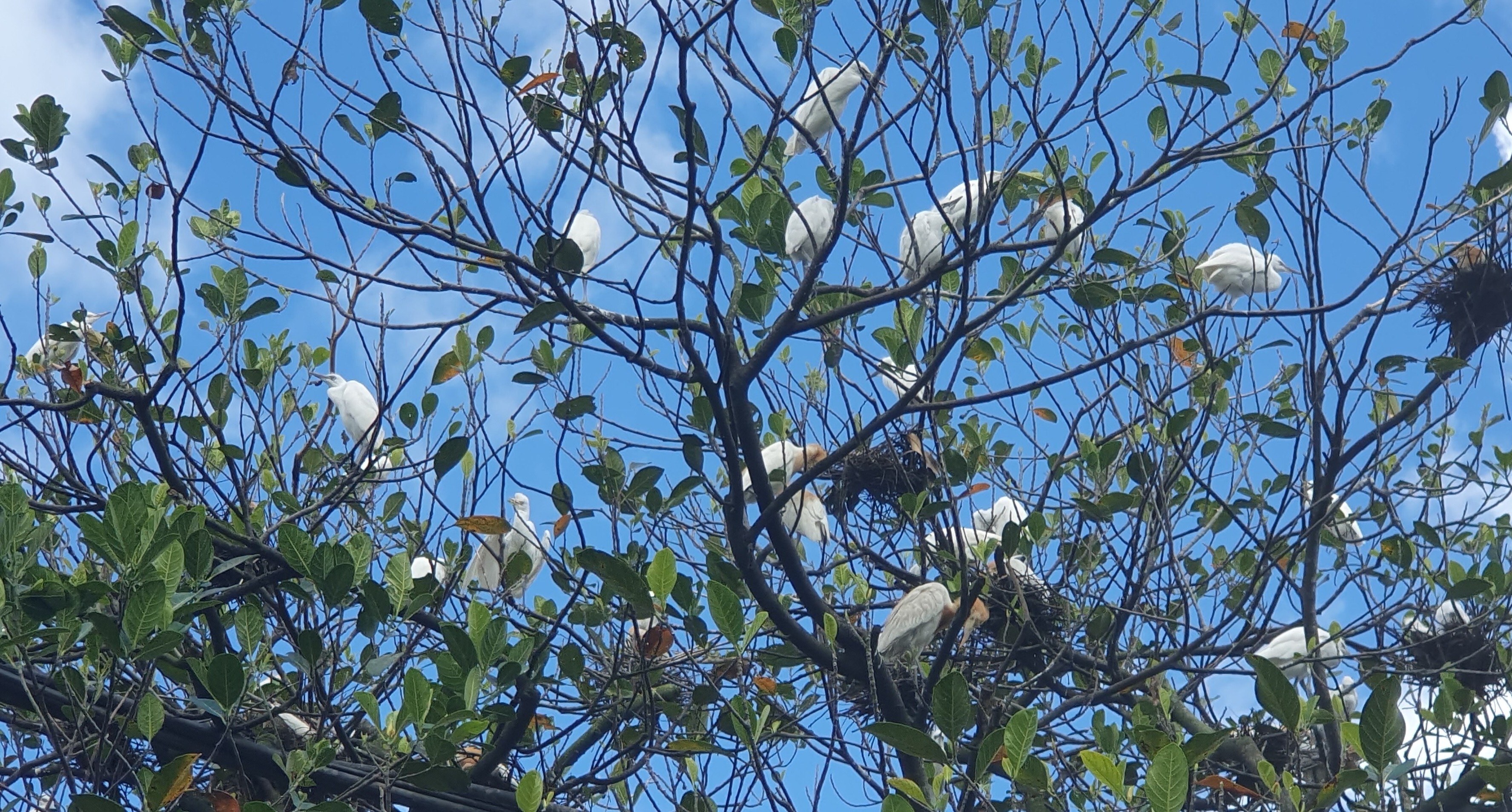 Herons in Petulu village are understood as the returning souls of those who died in 1965